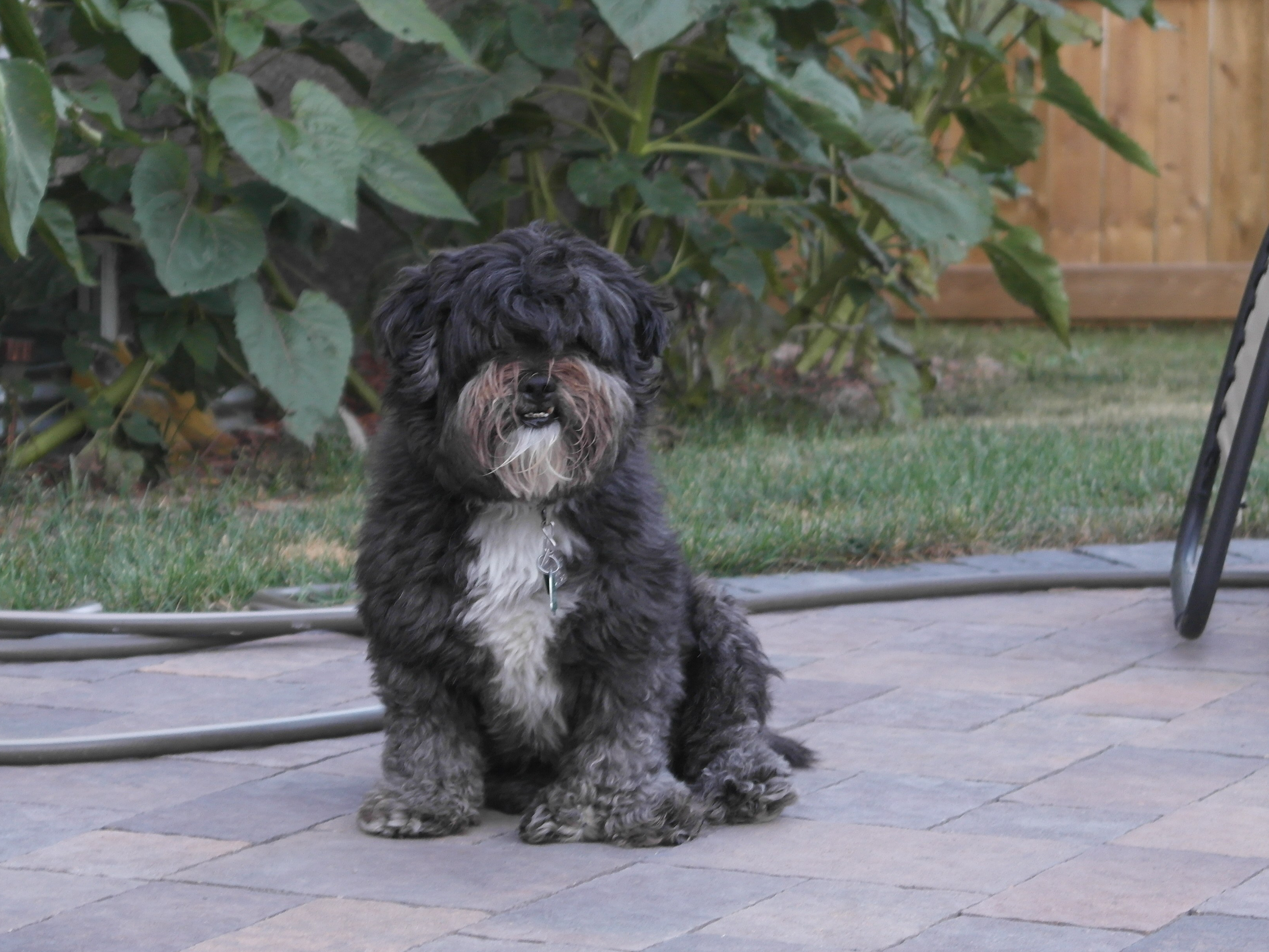 The Gospel According to Scruffy: Or, Contemplating the Name of Dog