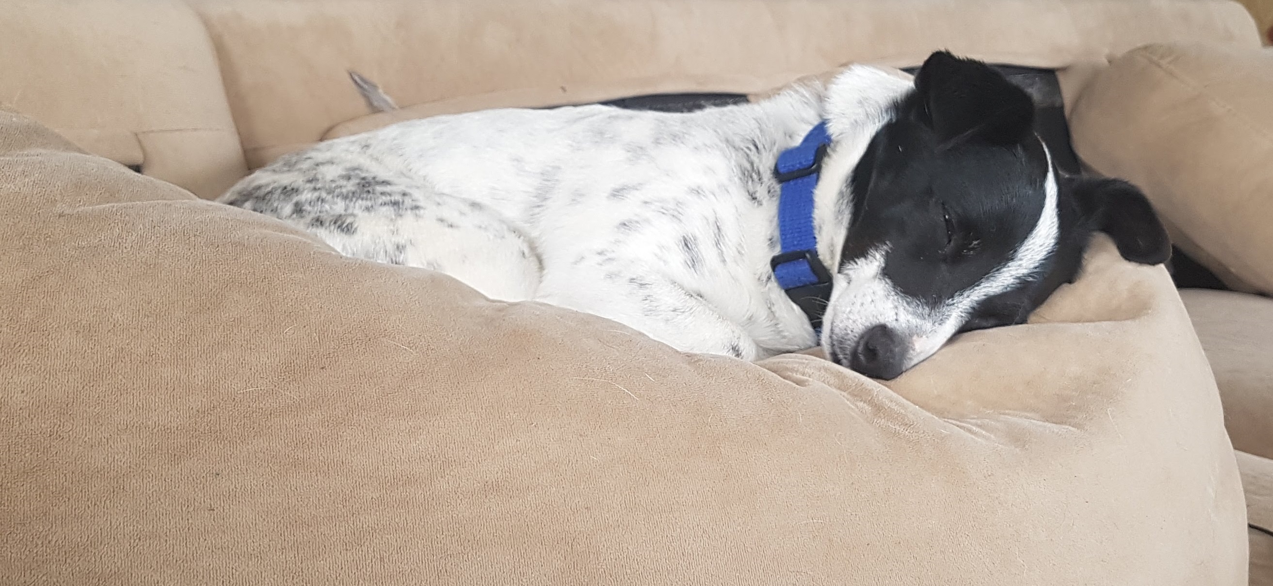 Pavlovian Male God Language Training 