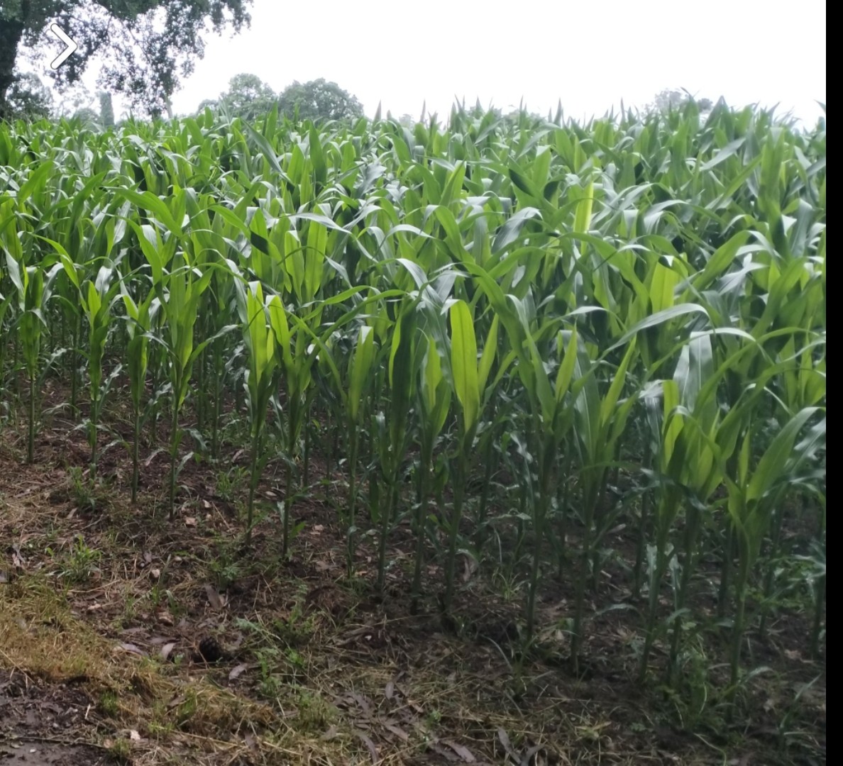 Reading the Parable of the Sower